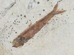 Fossil Fish (Knightia) Multiple Plate - Wyoming #31838-1